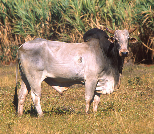 zebu